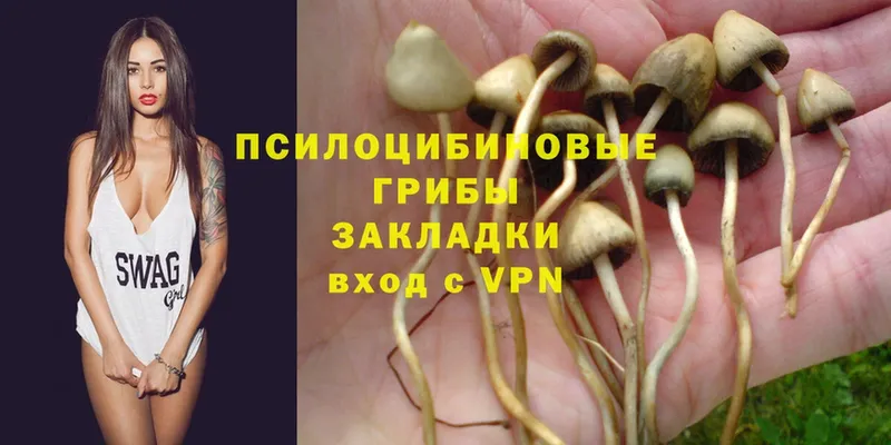 наркота  Калачинск  Псилоцибиновые грибы Psilocybe 